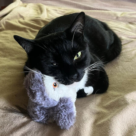 cats tails forming heart